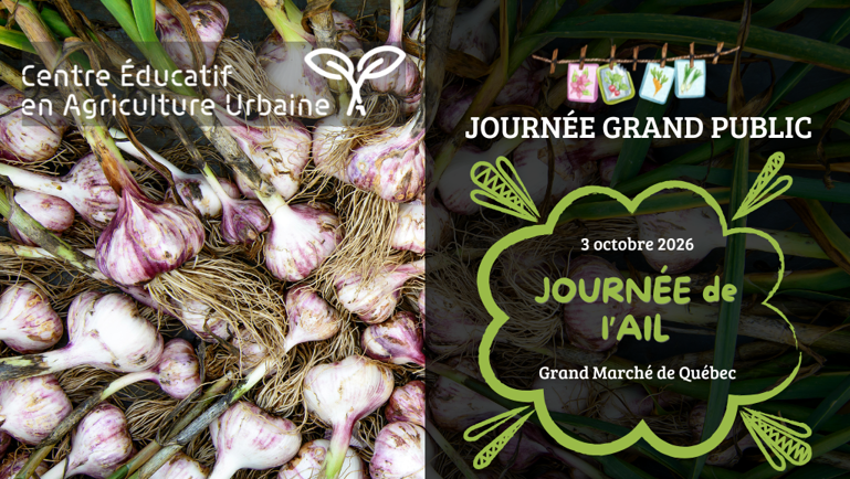 Journée de l’ail au Grand Marché de Québec, 3 octobre 2026, avec bulbes d’ail fraîchement récoltés en arrière-plan.